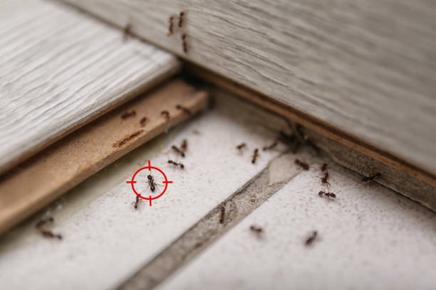 Best Pest Prevention Services  in Lebanon, OH