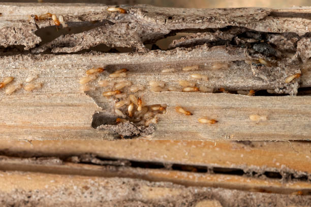 Best Emergency Pest Control  in Lebanon, OH